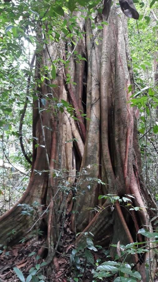 Rainforest River Edge Deniyaya Extérieur photo